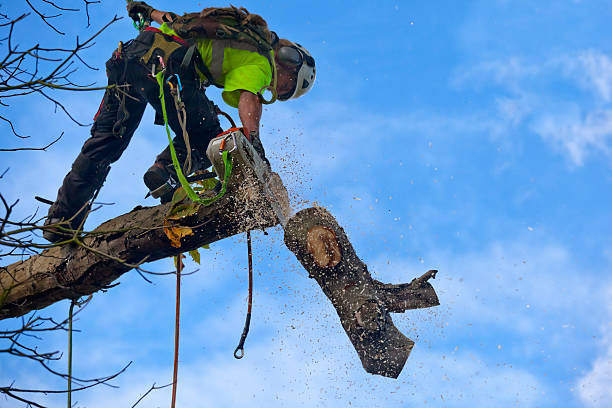  Merrillville, IN Tree Care Pros